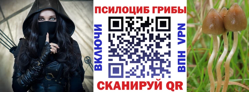 Купить  Зеленоградск  Галлюциногенные грибы Psilocybine cubensis 